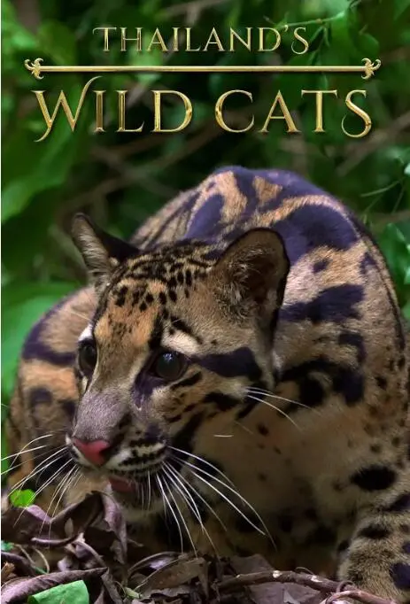 《泰国野生猫科》：镜头下的丛林魅影，探寻隐秘的生存法则与野性之美